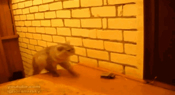 1471271869638591.gif