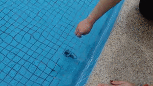 11.gif